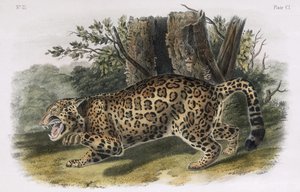 Jaguaren, platta 101 från "Quadrupeds of North America", graverad av W.E. Hitchcock.